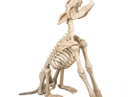 Skelett "Shadow - Der heulende Wolf" - Animiert | 80 cm