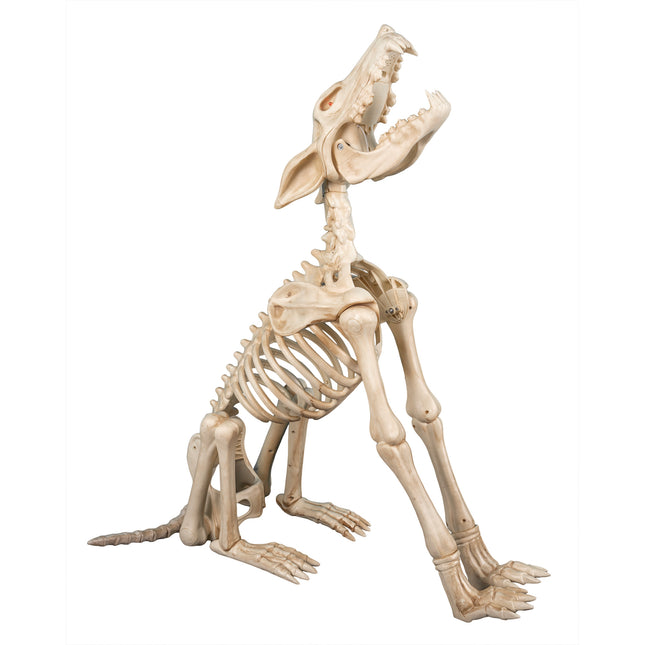 Skelett "Shadow - Der heulende Wolf" - Animiert | 80 cm